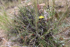 Sisyrinchium jamesonii