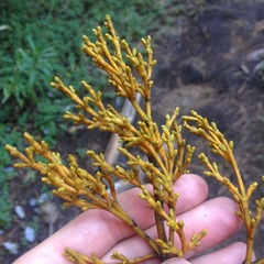 Arceuthobium globosum