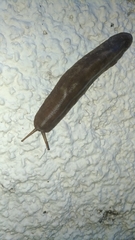 Phyllocaulis boraceiensis