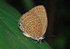 Arhopala amphimuta