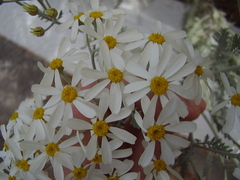 Gonospermum ptarmiciflorum