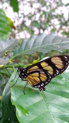 Methona themisto