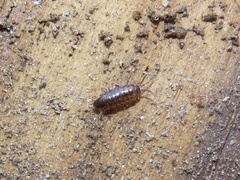 Chaetophiloscia sicula