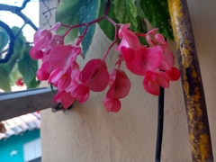 Begonia × albopicta