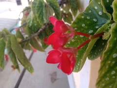 Begonia × albopicta