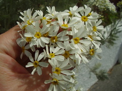 Gonospermum ptarmiciflorum