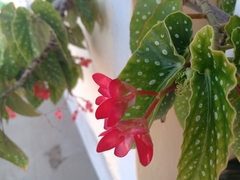 Begonia × albopicta