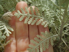 Gonospermum ptarmiciflorum