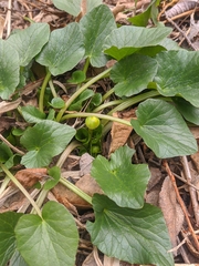 Ficaria verna calthifolia