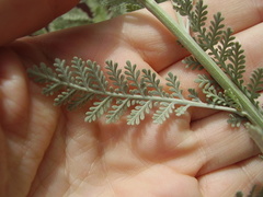 Gonospermum ptarmiciflorum