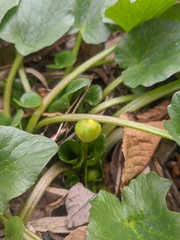 Ficaria verna calthifolia