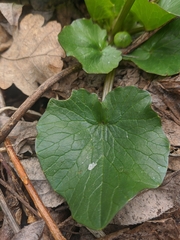 Ficaria verna calthifolia