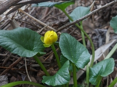 Ficaria verna calthifolia