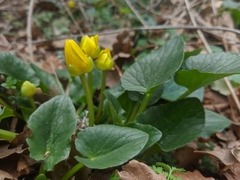 Ficaria verna calthifolia