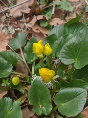 Ficaria verna calthifolia