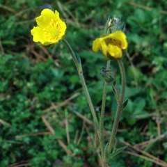 Potentilla ranunculoides