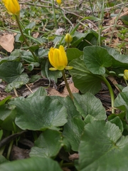 Ficaria verna calthifolia