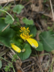 Ficaria verna calthifolia