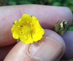Potentilla ranunculoides