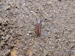 Chaetophiloscia sicula