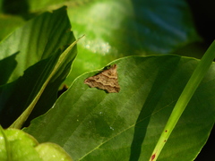 Heterogramma circumflexalis