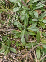Xeranthemum cylindraceum