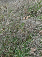 Xeranthemum cylindraceum