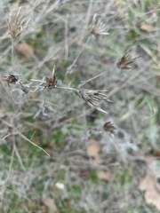 Xeranthemum cylindraceum