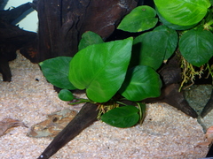 Anubias barteri