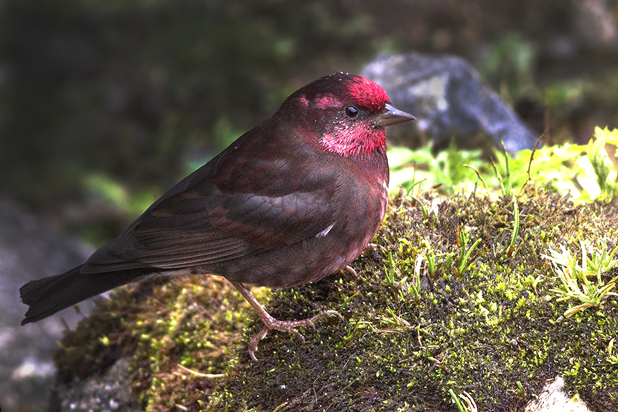 Procarduelis