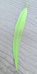 Salix caroliniana image