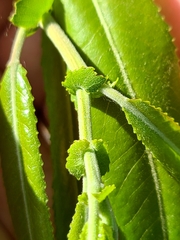 Salix caroliniana image