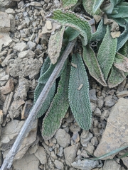 Stachys cretica