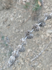 Stachys cretica