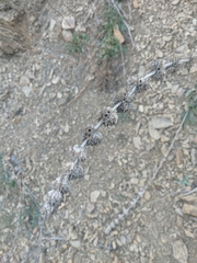 Stachys cretica