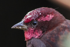 Dark-Breasted Rosefinch photo 1