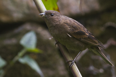 Dark-Breasted Rosefinch photo 2
