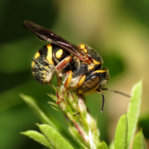Northern Rotund-Resin Bee photographed in Maryland