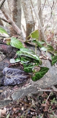 Hedera pastuchovii