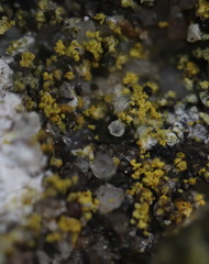 Flavoplaca flavocitrina