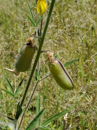 Crotalaria podocarpa image