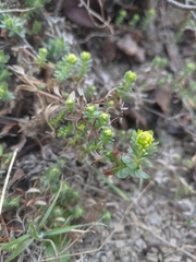 Cruciata