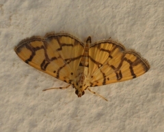 Pardomima callixantha