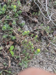 Cruciata