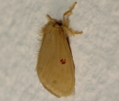 Euproctis bicolor