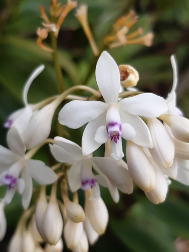 Patens Orchid