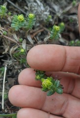 Cruciata