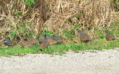 Callipepla californica
