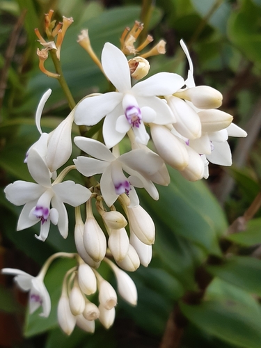Epidendrum patens Sw. 4