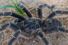 Ceratogyrus marshalli